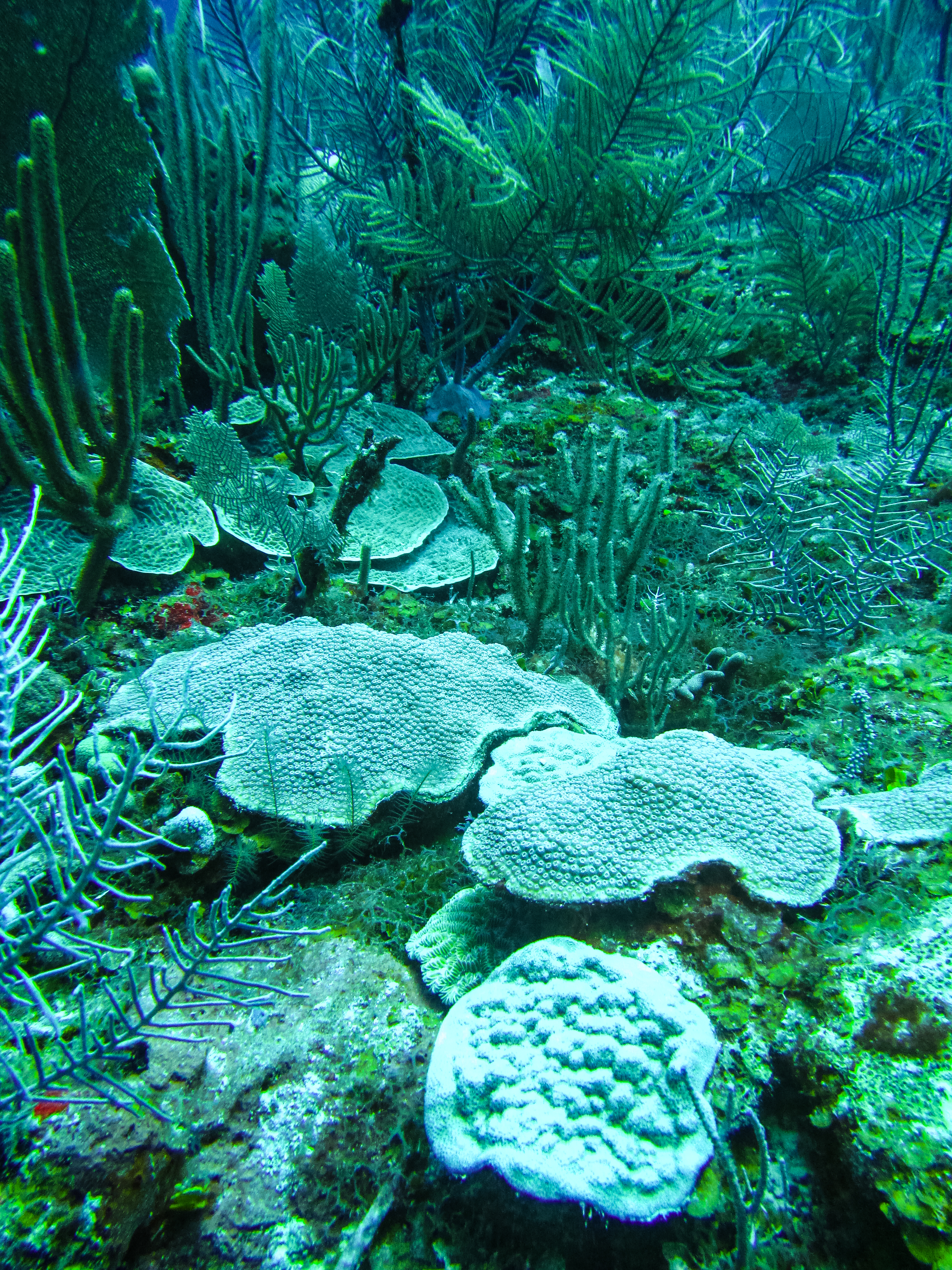 Arrecifes de Sian Kaan